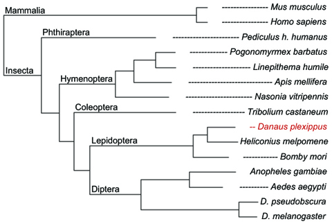 Phylogeny tree